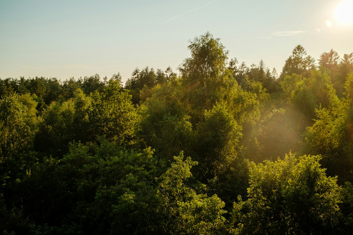 Canopée dense d'une forêt verte dans la lumière de l'après-midi