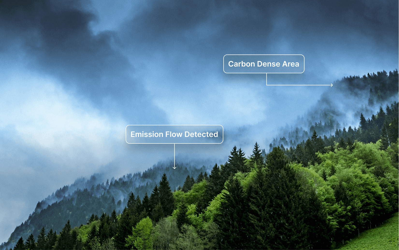A misty forest with overlay labels showing “Carbon Dense Area” and “Emission Flow Detected” — illustrating real-time carbon tracking